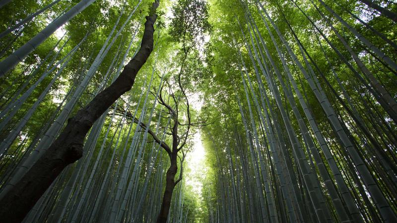 人人可用的OpenClaw安装教程：从零搭建你的AI助手【2025最新】
